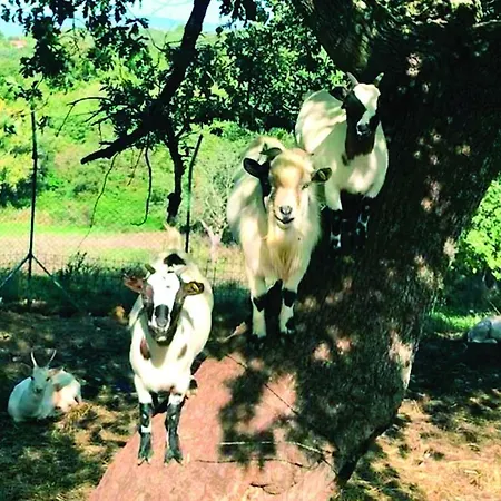 Il Daino Bianco Country * Manciano